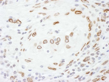 Rabbit anti-Lamin-A Antibody