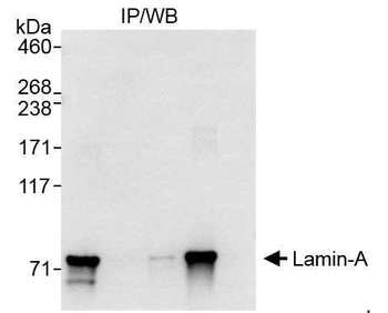 Rabbit anti-Lamin-A Antibody