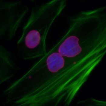 Rabbit anti-Lamin-A/C Antibody