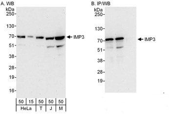 Rabbit IMP3 Antibody