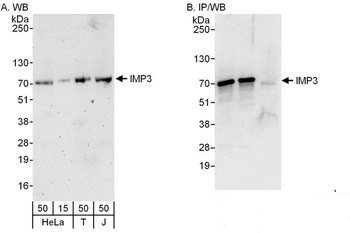 Rabbit IMP3 Antibody