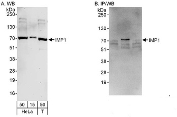Rabbit IMP1 Antibody