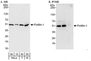 Rabbit Flotillin-1 Antibody