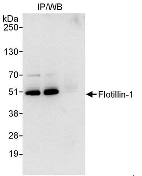 Rabbit Flotillin-1 Antibody