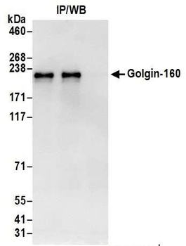 Golgin-160 Antibody