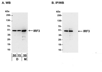 Rabbit IRF3 Antibody
