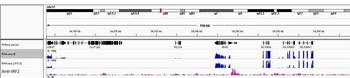 Rabbit anti-IRF2 Antibody