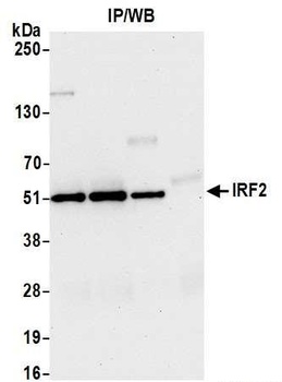 Rabbit anti-IRF2 Antibody