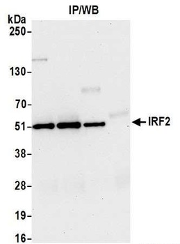 IRF2 Antibody