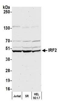 Rabbit anti-IRF2 Antibody