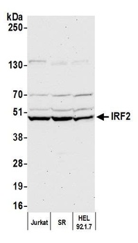 IRF2 Antibody