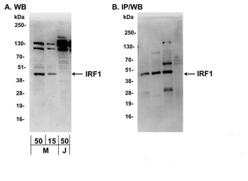 Rabbit anti-IRF1 Antibody