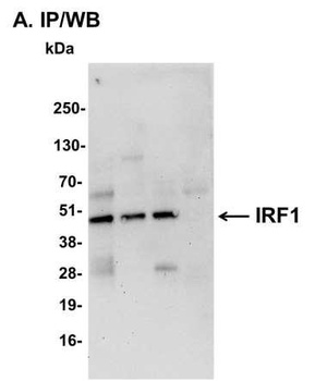 Rabbit IRF1 Antibody