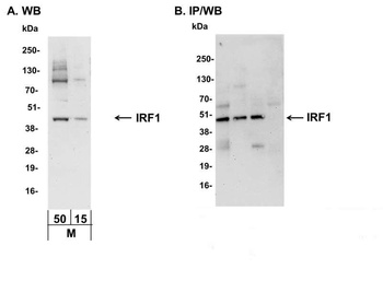 Rabbit IRF1 Antibody