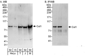 Rabbit Cul1 Antibody
