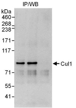 Rabbit Cul1 Antibody
