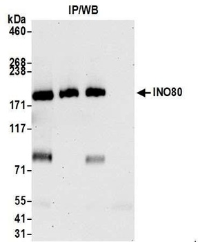 INO80 Antibody