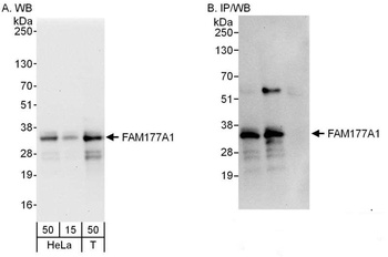 Rabbit FAM177A1 Antibody