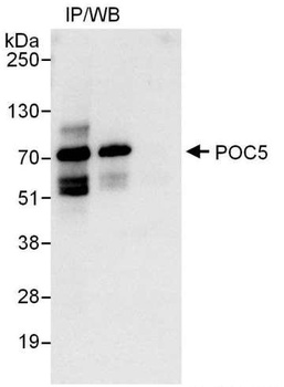 Rabbit POC5 Antibody