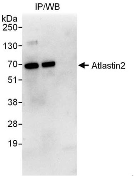 Rabbit Atlastin2 Antibody