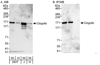 Rabbit Cingulin Antibody