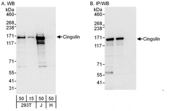Rabbit Cingulin Antibody