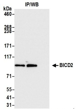 Rabbit anti-BICD2 Antibody