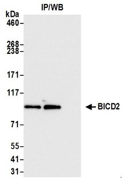 BICD2 Antibody