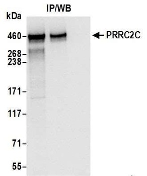 PRRC2C Antibody