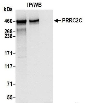 Rabbit anti-PRRC2C Antibody