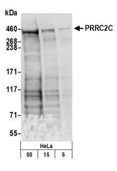 Rabbit anti-PRRC2C Antibody