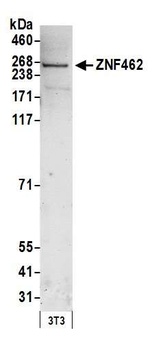Rabbit anti-ZNF462 Antibody