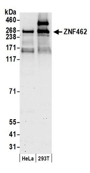 ZNF462 Antibody