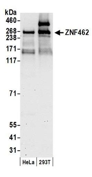 Rabbit anti-ZNF462 Antibody