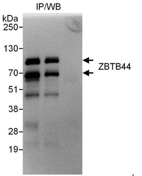 Rabbit anti-ZBTB44 Antibody