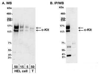 Rabbit anti-c-Kit Antibody