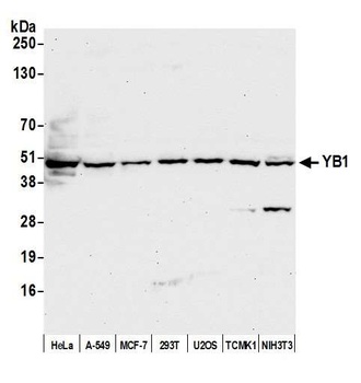 Rabbit YB1 Antibody