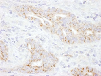 Rabbit anti-TXNIP Antibody