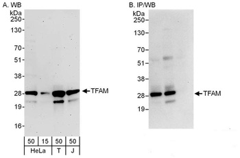 Rabbit TFAM Antibody