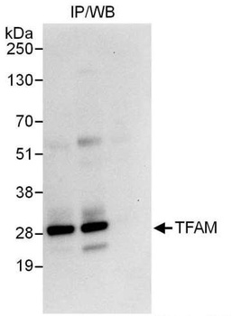 Rabbit TFAM Antibody