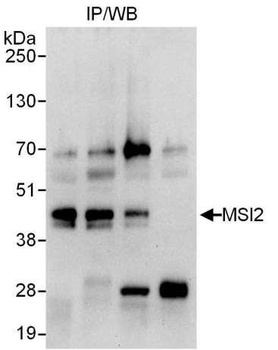 Rabbit MSI2 Antibody