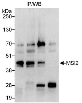 Rabbit MSI2 Antibody
