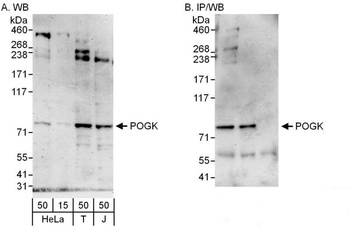 Rabbit POGK Antibody
