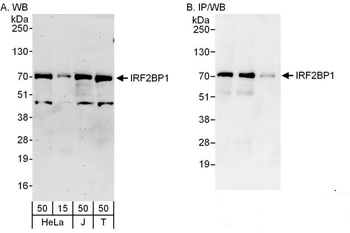 Rabbit IRF2BP1 Antibody