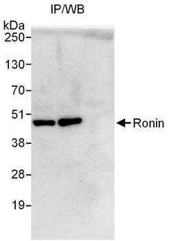 Rabbit Ronin Antibody