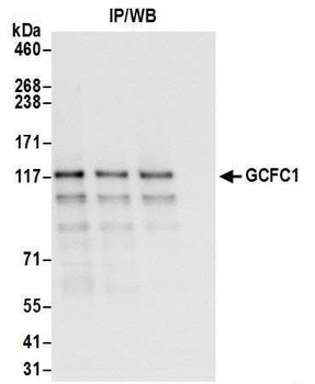 GCFC1 Antibody