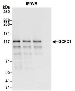 Rabbit anti-GCFC1 Antibody