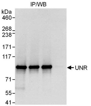Rabbit UNR Antibody
