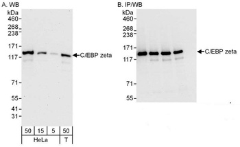 Rabbit anti-C/EBP zeta Antibody