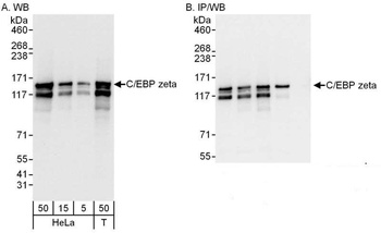 Rabbit anti-C/EBP zeta Antibody
